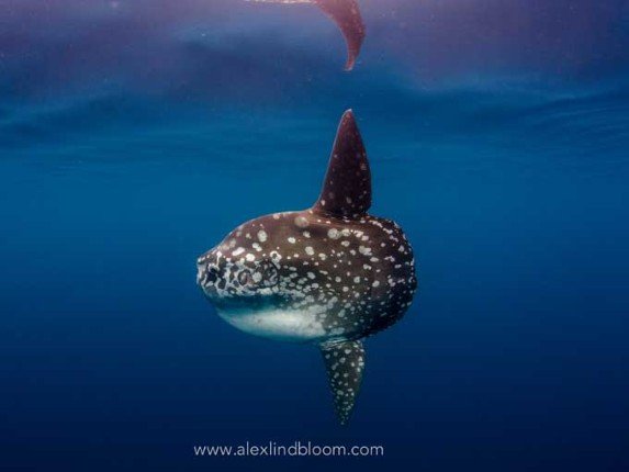 Mermaid_II_Bali-Komodo-Bali (10) (Anpassat).jpg