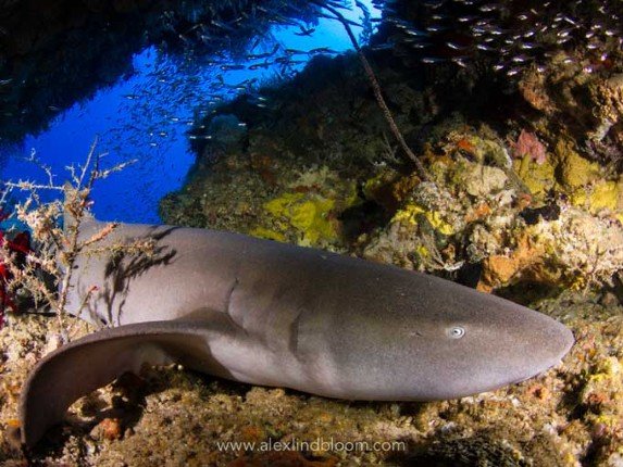 Mermaid_II_Bali-Komodo-Bali (11) (Anpassat).jpg