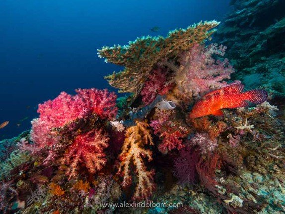 Mermaid_II_Bali-Komodo-Bali (12) (Anpassat).jpg