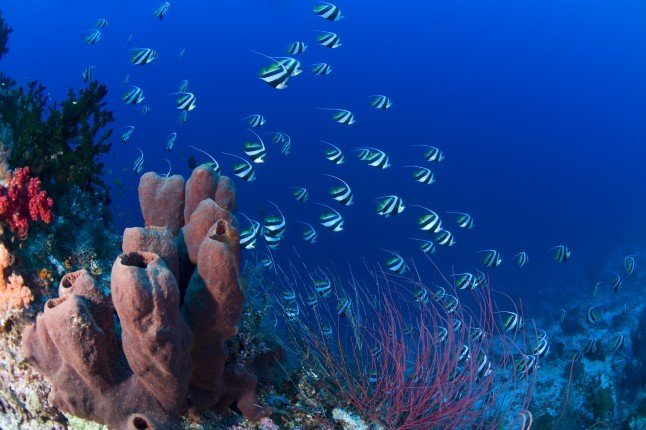 Mermaid_II_Bali-Komodo-Bali (13) (Anpassat).jpg
