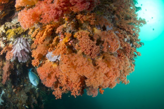 Mermaid_II_Bali-Komodo-Bali (14) (Anpassat).jpg