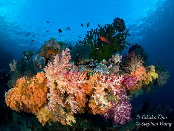 Mermaid_II_Bali-Komodo-Bali (15) (Anpassat).jpg