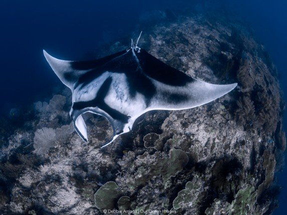 Bali-Komodo-Bali with Whale Sharks of Saleh Bay