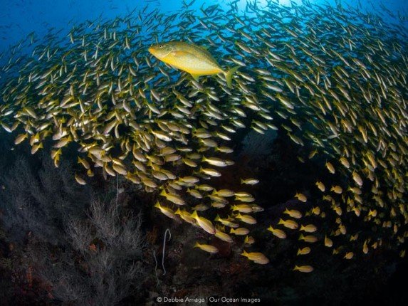Mermaid_II_Bali-Komodo-Bali (17) (Anpassat).jpg