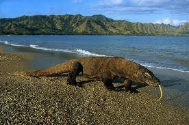 Mermaid_II_Bali-Komodo-Bali (20) (Anpassat).jpg
