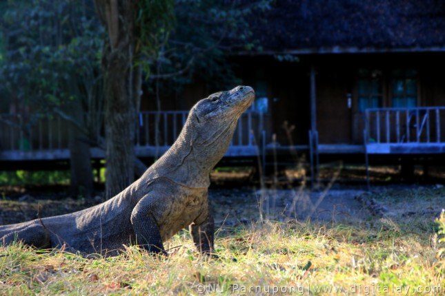 Mermaid_II_Bali-Komodo-Bali (21) (Anpassat).jpg