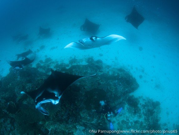 Mermaid_II_Bali-Komodo-Bali (23) (Anpassat).jpg