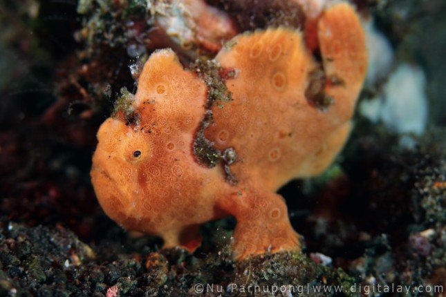 Mermaid_II_Bali-Komodo-Bali (24) (Anpassat).jpg