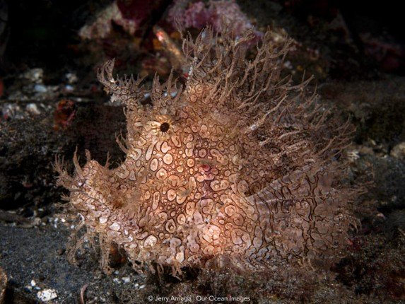 Mermaid_II_Bali-Komodo-Bali (25) (Anpassat).jpg