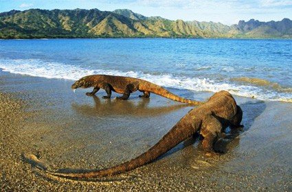 Mermaid_II_Bali-Komodo-Bali (27) (Anpassat).jpg