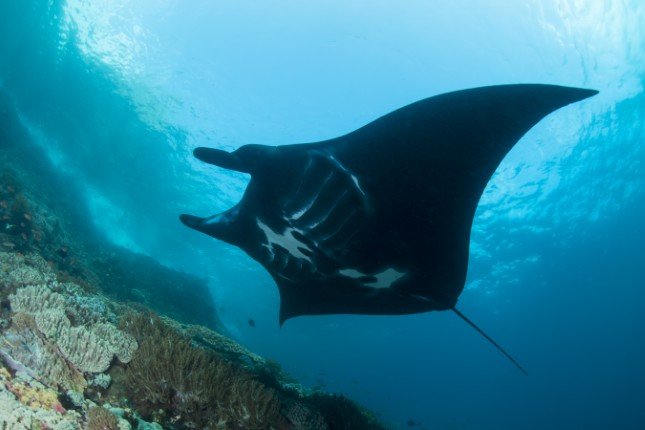 Mermaid_II_Bali-Komodo-Bali (32) (Anpassat).jpg