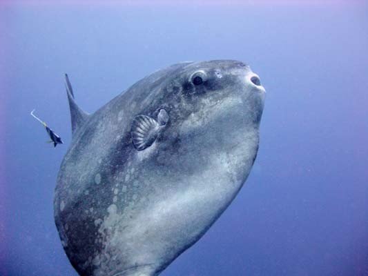 Nusa Lembongan (55) (Liten).jpg