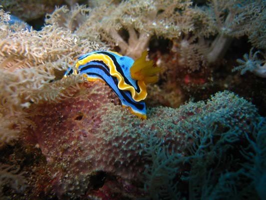 Nusa Lembongan (57) (Liten).jpg