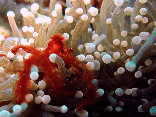 Nusa Lembongan (59) (Liten).jpg