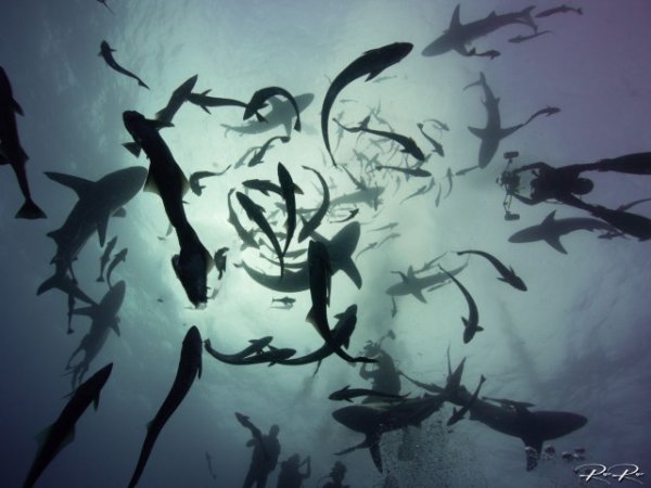 South-africa-diving-aliwal-shoal (3) (Anpassat).jpg