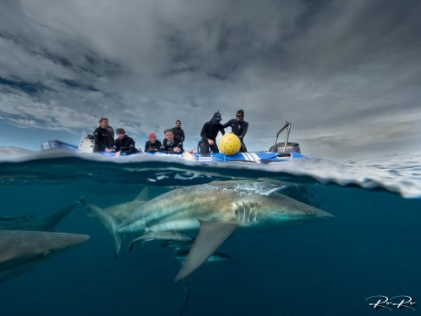 South-africa-diving-aliwal-shoal (32) (Anpassat).jpg