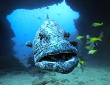 South-africa-diving-aliwal-shoal (46) (Anpassat).jpeg