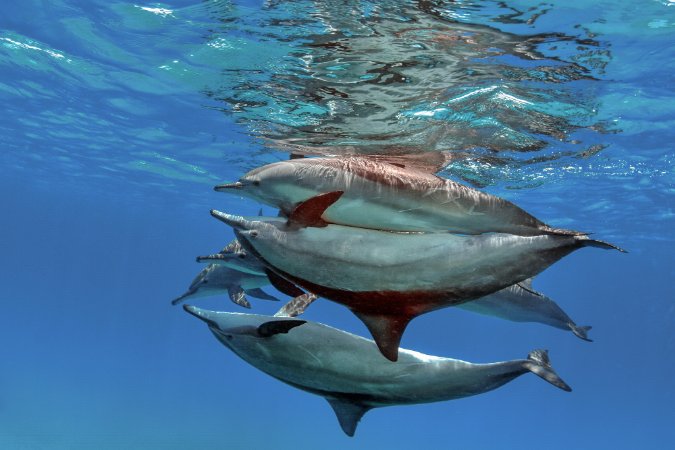  Fury Shoal with M/Y Excellence 
