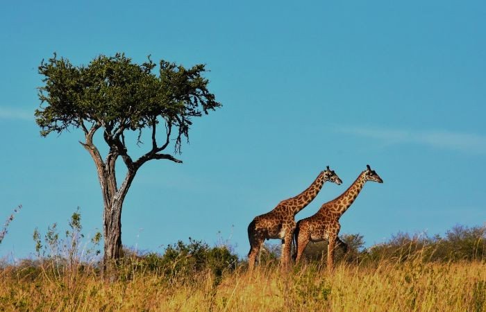 SouthAfrika (9) (Anpassat).jpg
