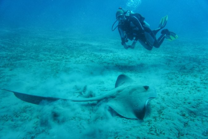 Marsa-Shagra-underwater (6) (Anpassat).jpg