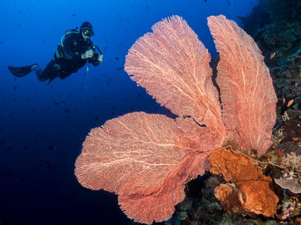 Murex Manado - Bunaken Fan with Diver (Anpassat).jpg