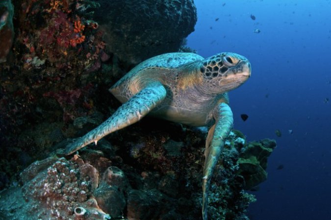 Murex Manado - Bunaken Green Sea Turtle (Anpassat).jpg