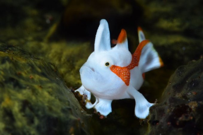 Dykresa till Norra Sulawesi - 11 nätter