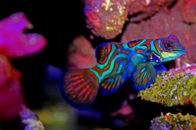 Dykresa till Norra Sulawesi - 05 april 2026