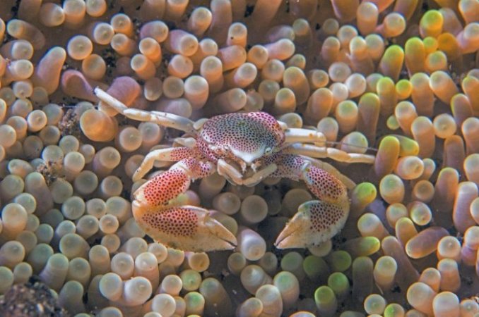 Muck-diving (3) (Anpassat).jpg