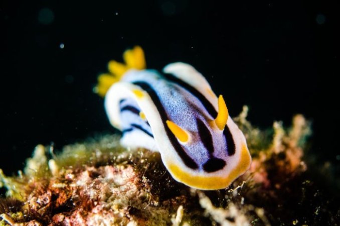 Muck-diving (5) (Anpassat).jpg