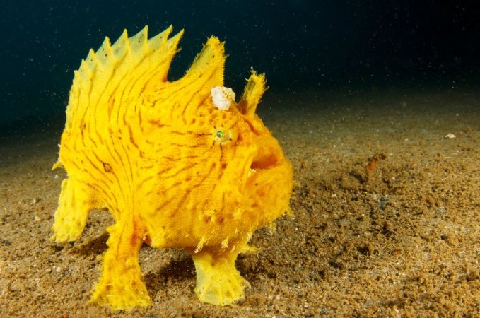 Dykresa till Norra Sulawesi - 11 nätter