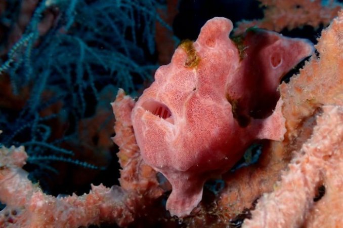 Muck-diving (7) (Anpassat).jpg