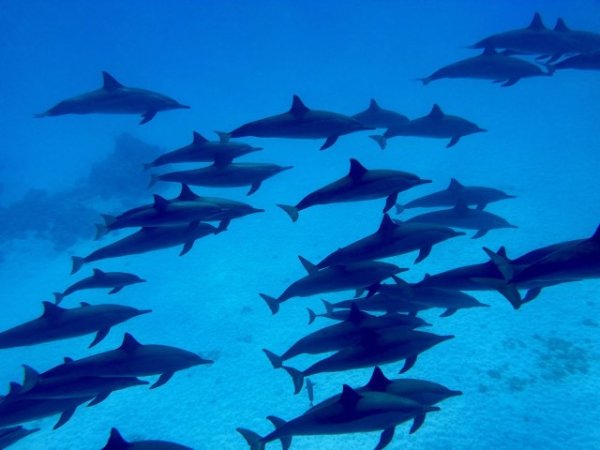 Almonda-Saudiarabia (19).jpg