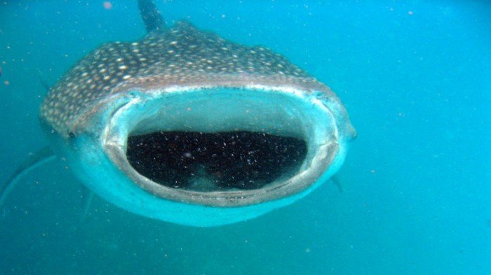 Nautilus-Maldives (21) (Anpassat).jpg