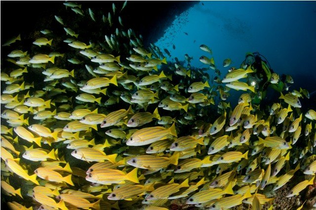 Nautilus-Maldives (54) (Anpassat).jpg