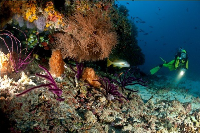 Nautilus-Maldives (56) (Anpassat).jpg