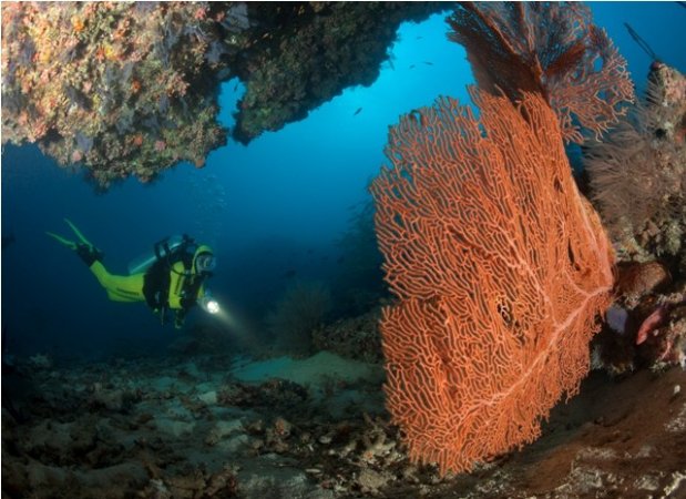 Nautilus-Maldives (57) (Anpassat).jpg