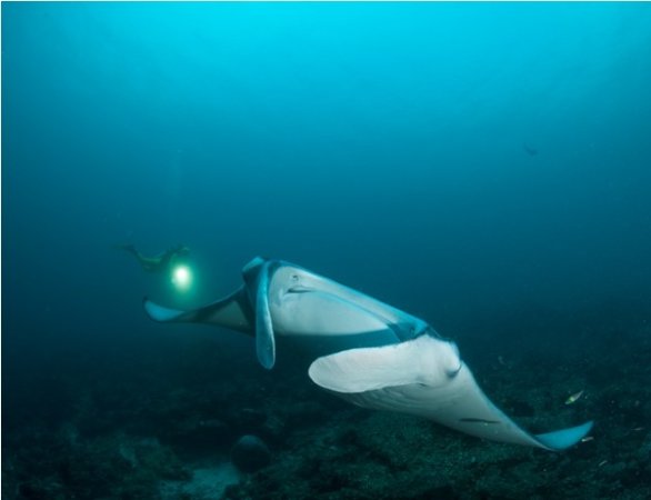 Nautilus-Maldives (64) (Anpassat).jpg