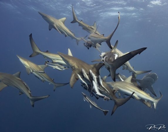 South-africa-diving-aliwal-shoal (9) (Anpassat).jpg