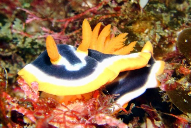 South-africa-diving-aliwal-shoal (11) (Anpassat).JPG
