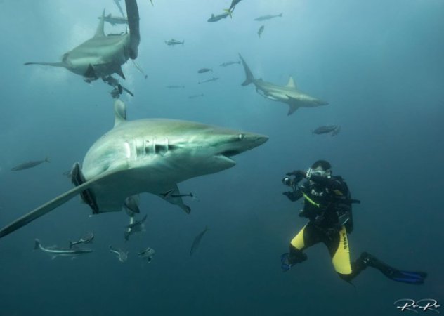 South-africa-diving-aliwal-shoal (20) (Anpassat).jpeg