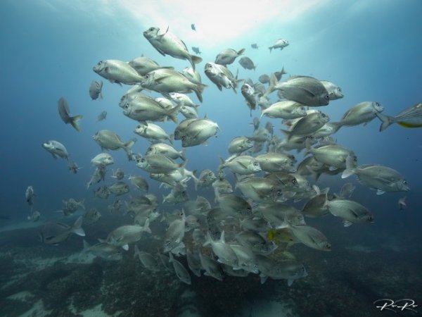 South-africa-diving-aliwal-shoal (21) (Anpassat).jpg