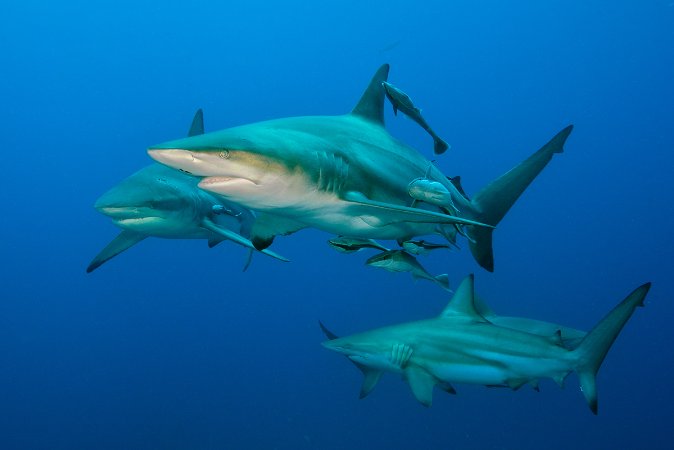 scubaaddicts-sharkdiving-003.jpg