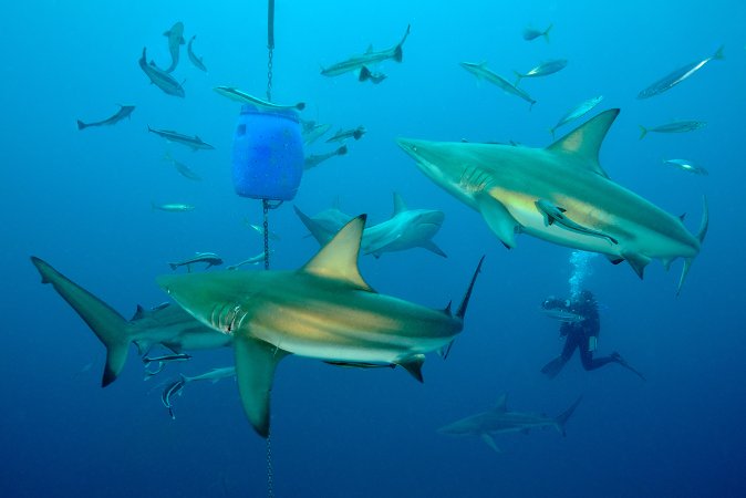 scubaaddicts-sharkdiving-004.jpg