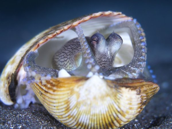 Coconut Octopus 3 (Anpassat).jpg