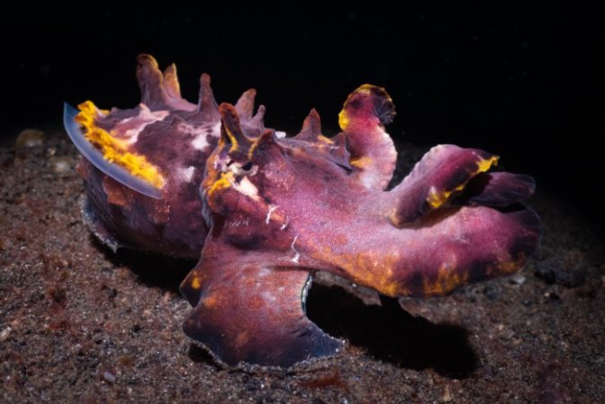 Flamboyant Cuttlefish 2_by Nicolas Remy (Anpassat).jpg