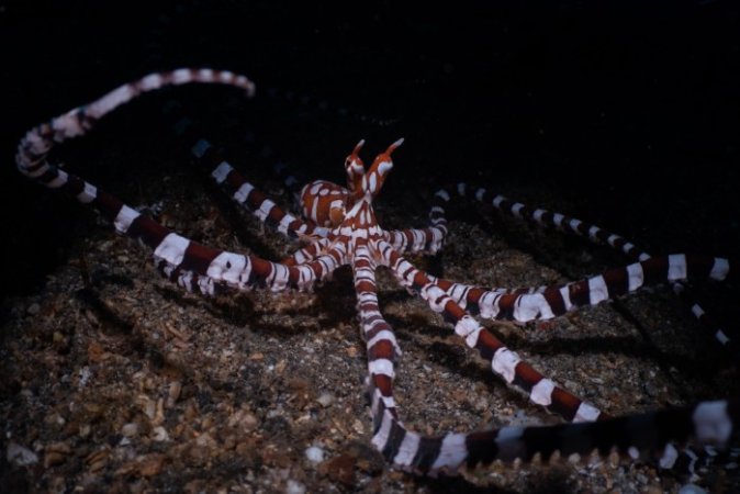 Wonderpus_by Nicolas Remy (Anpassat).jpg