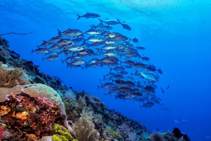 Murex Manado - Jack Fish school (Anpassat).jpg