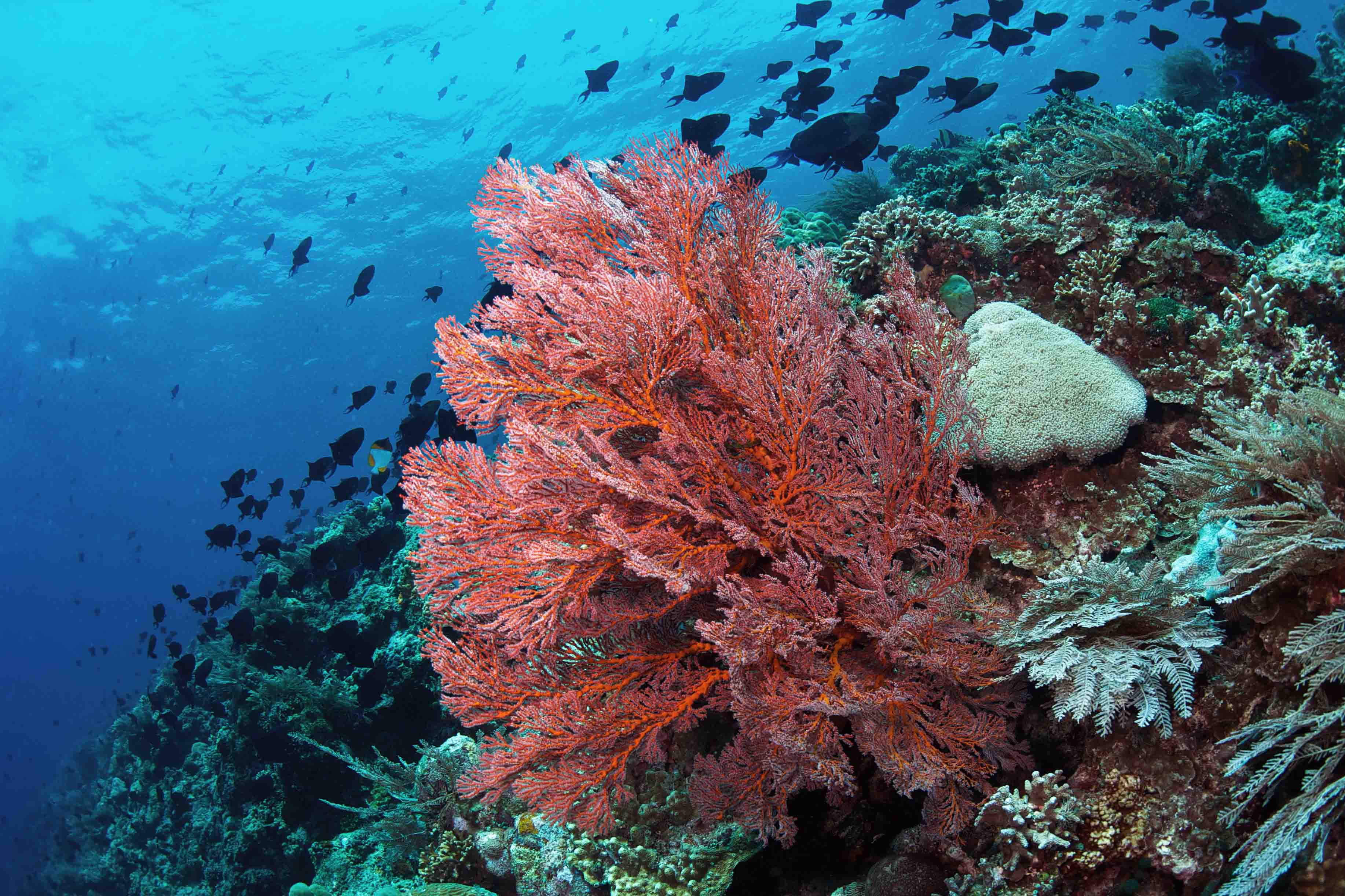 Murex Manado - Bunaken Sea Fan with fish.jpg