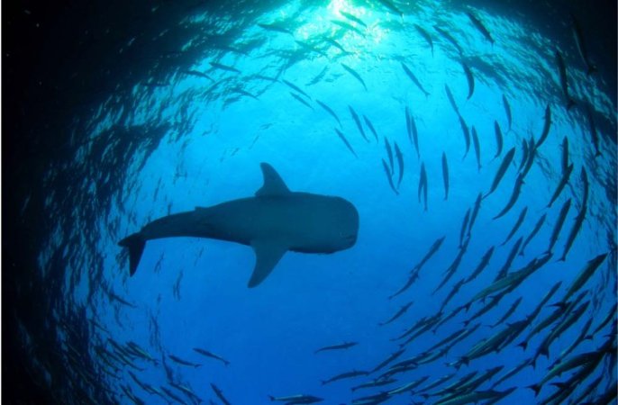 Dykresor till Palau (1) (Liten).jpg